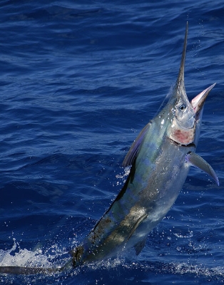 Marlin - Kostaryka - www.przewodnicywedkarscy.pl - Wyprawy na ryby