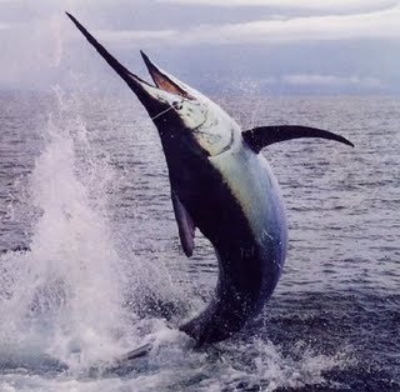 Wielki Marlin - Kostaryka - www.przewodnicywedkarscy.pl - Wyprawy na ryby