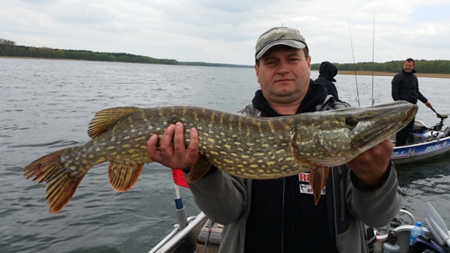 Szczupak - Jezioro Powidz - www.przewodnicywedkarscy.pl