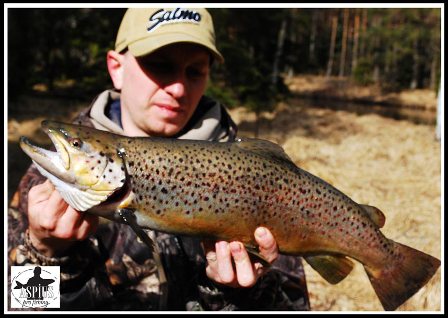 sebek_60cm_przewodnicy