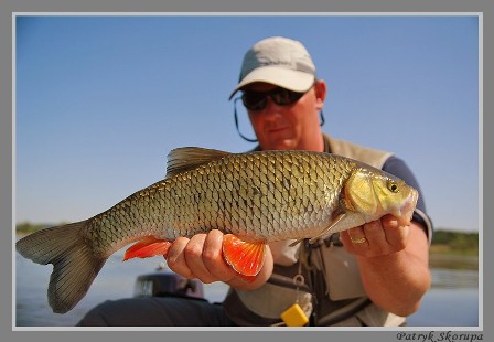 klen_patu_04_05_2009_01 klen_patu_04_05_2009_01