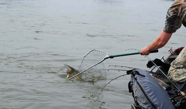 Podbierak_Boleń_70+cm