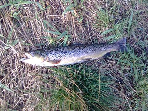 Pstrąg z Sanu 