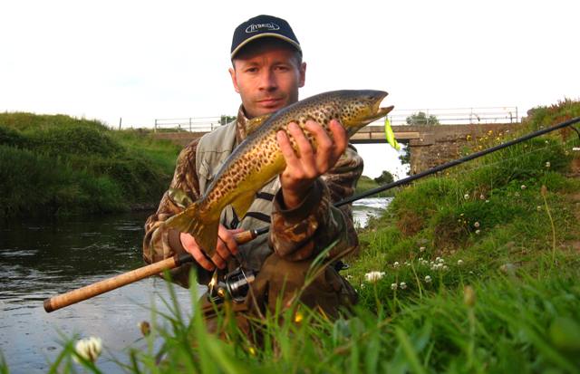 Pstrąg potokowy Pstrąg potokowy