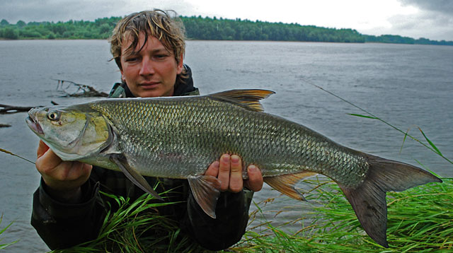 Boleń z Wisły - Mateusz Kalkowski Boleń z Wisły - Mateusz Kalkowski