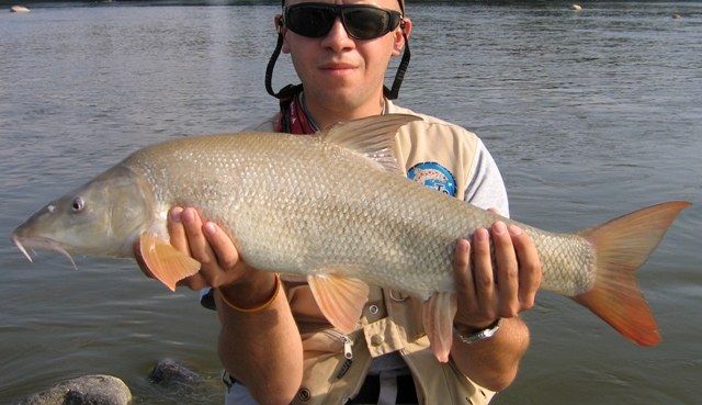 Duża wiślana brzana