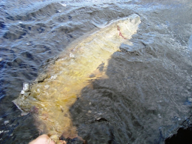 Only catch and release