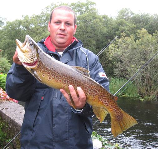 Duży pstrąg potokowy Duży pstrąg potokowy