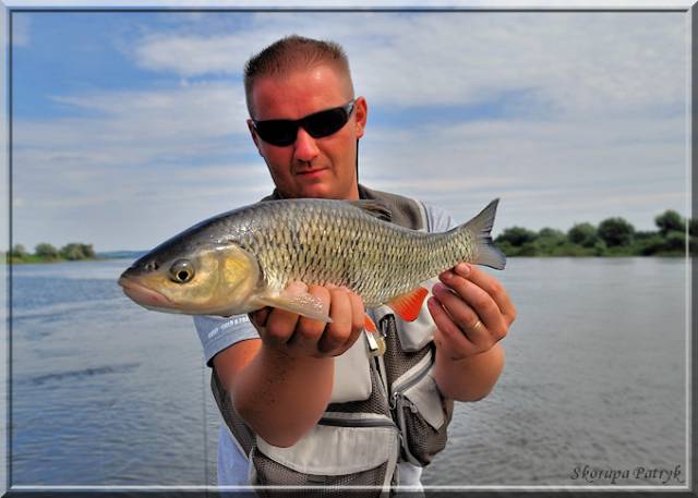 Kleń z Odry Kleń z Odry