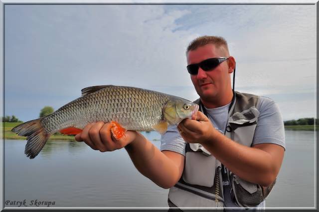 Duży kleń z Odry Duży kleń z Odry