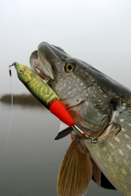 propbaits-are-good-for-pike-all-year-round