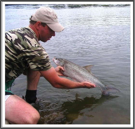 Wiślany boleń wraca do wody