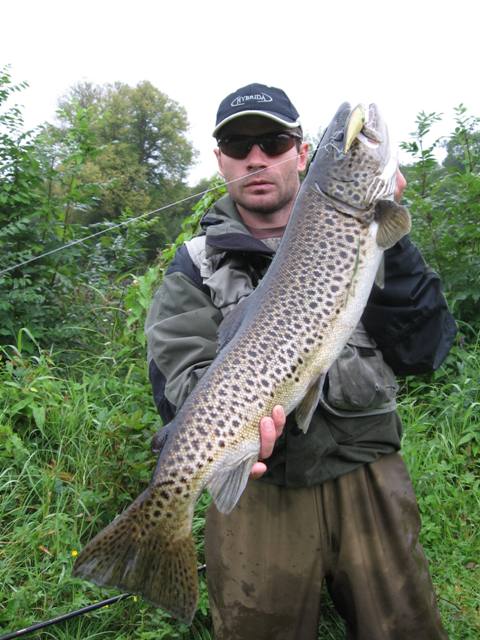 Duży pstrąg potokowy