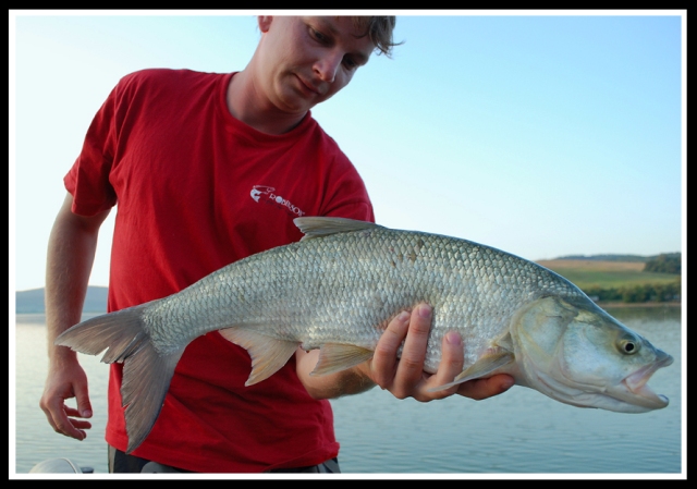 Boleń ze stojącej wody