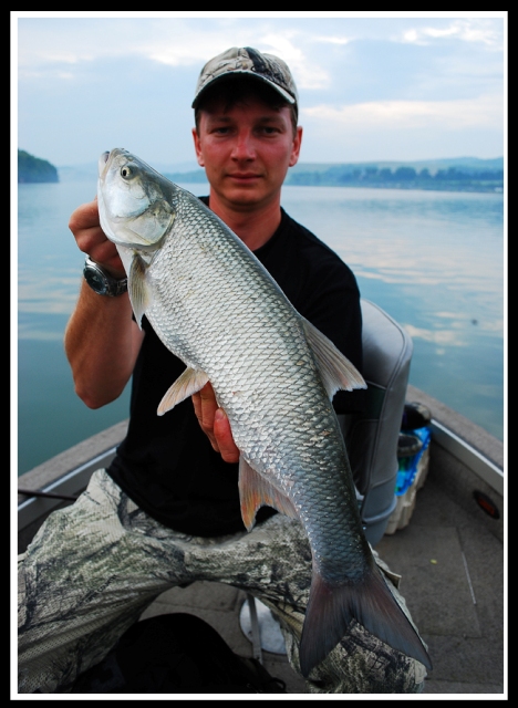 Boleń złowiony na wędzisko Diaflex Spin