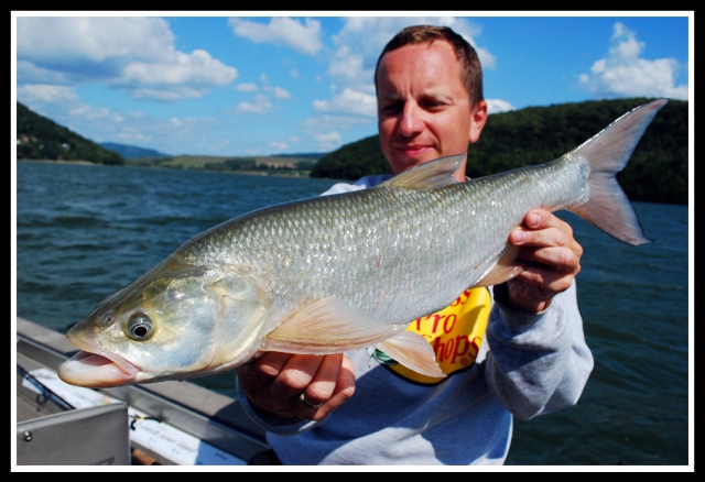Boleń złowiony na wędzisko Yad Cleveland Boleń złowiony na wędzisko Yad Cleveland