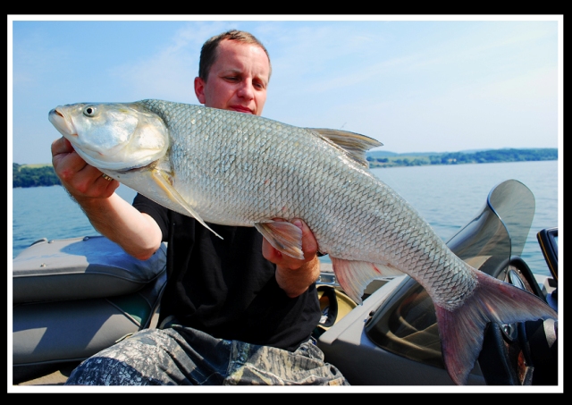 Duży boleń 80+ złowiony na jeziorze - wędka Yad Duży boleń 80+ złowiony na jeziorze - wędka Yad