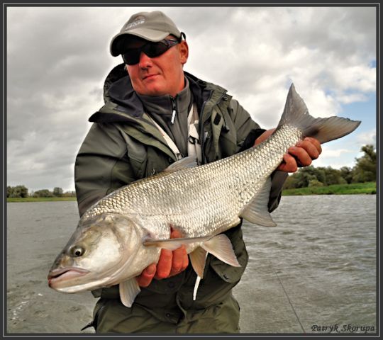 Okazowy boleń z Odry