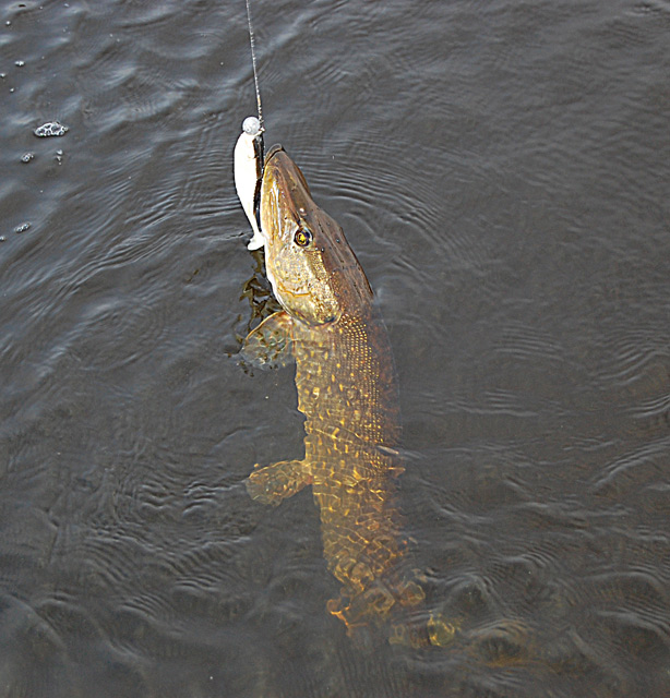 Szczupak złowiony na gumę