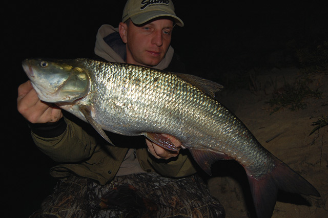Ładny boleń złowiony po zmierzchu