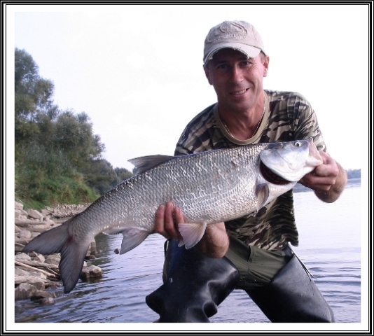 Ładny boleń z końca września