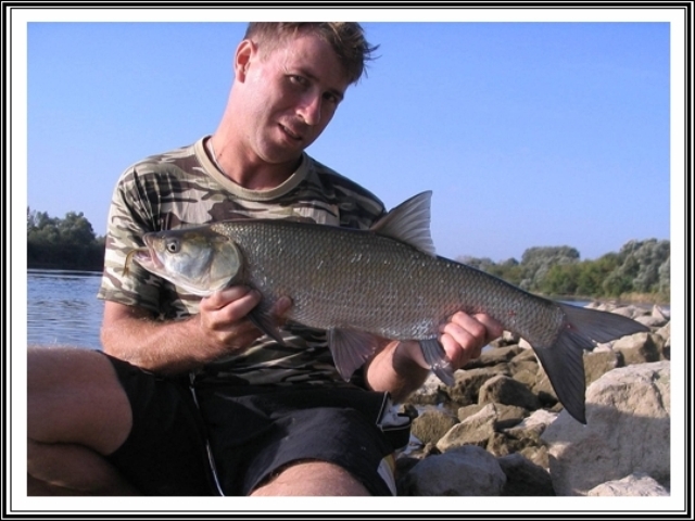 Boleń złowiony przy dnie