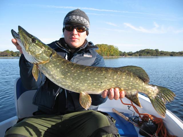 Ładny szczupak z irlandii