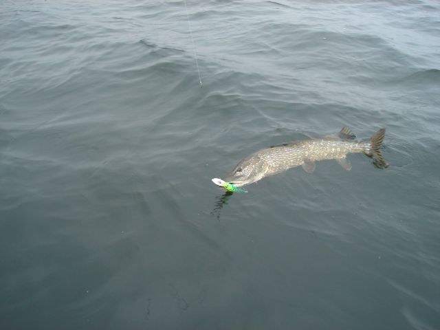 Duży szczupak na dużą prznętę Duży szczupak na dużą prznętę
