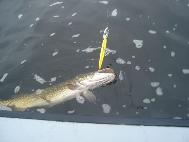 Szczupak z Warmii Szczupak z Warmii