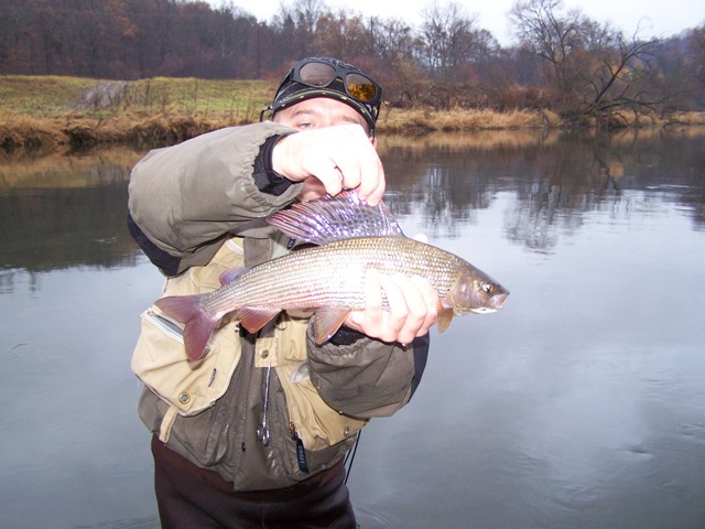 Przewodnik z dużym lipieniem