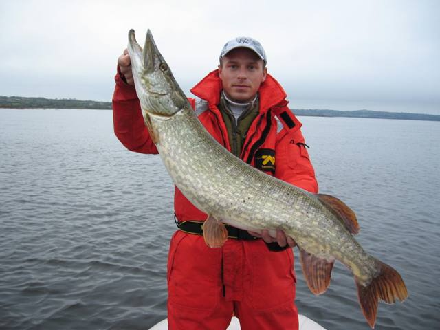 Okazowy szczupak z Irlandii Okazowy szczupak z Irlandii