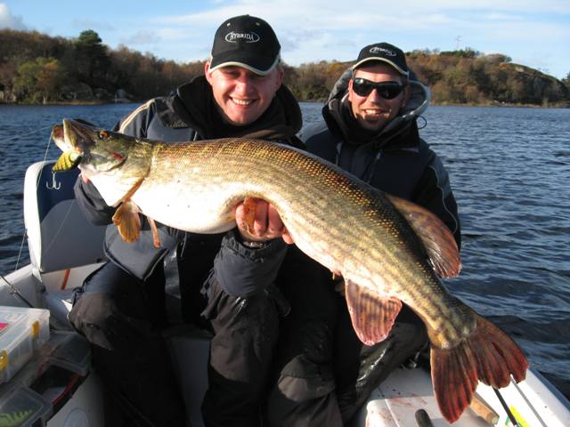 Metrowy szczupak z Irlandii Metrowy szczupak z Irlandii