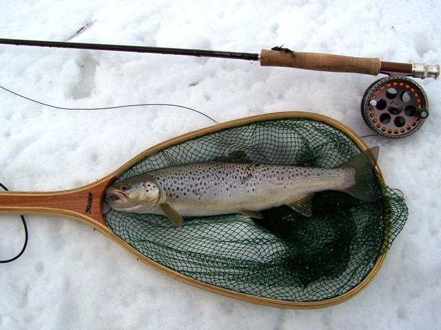 Pstrag - Rzeka San - www.przewodnicywedkarscy.pl - Wyprawy na ryby Pstrag - Rzeka San - www.przewodnicywedkarscy.pl - Wyprawy na ryby