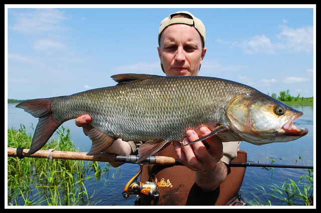 Boleń - Sebastian - www.przewodnicywedkarscy.pl - Wyprawy na ryby