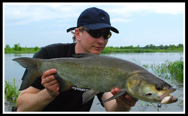 Boleń - Mateusz Kalkowski - www.przewodnicywedkarscy.pl - Wyprawy na ryby