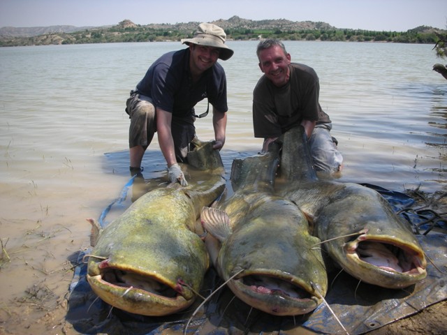 Rio Ebro - 3 sumy na 3 zestawach na raz! - www.przewodnicywedkarscy.pl - Wyprawy wędkarskie