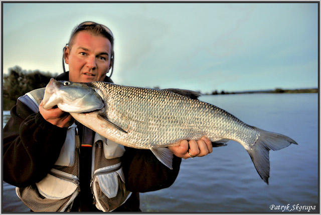 odra_przewodnicywedkarscypl_wyprawy_na_ryby_bolen_01