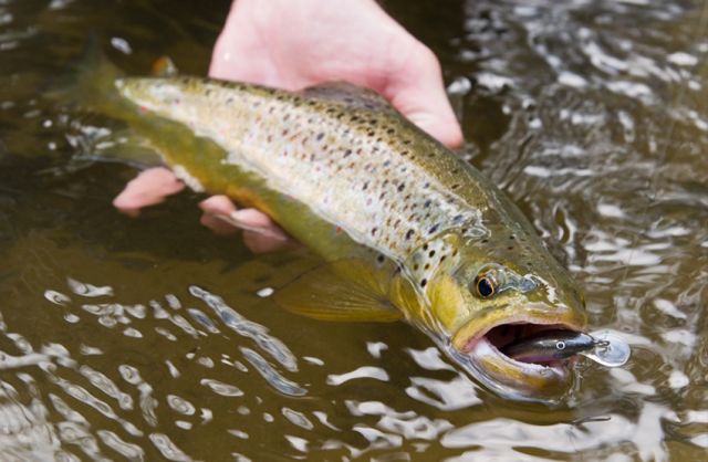 Andrzej Lipiński - złów i wypuśc Andrzej Lipiński - złów i wypuśc