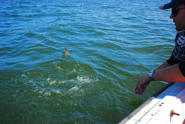 Złów i wypuść - Żarnowiec - www.przewodnicywedkarscy.pl - Wyprawy na szczupaka