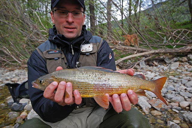 Lipień z Socy - Słowenia - Łowienie na muchę - www.przewodnicywedkarscy.pl - Wyprawy wędkarskie