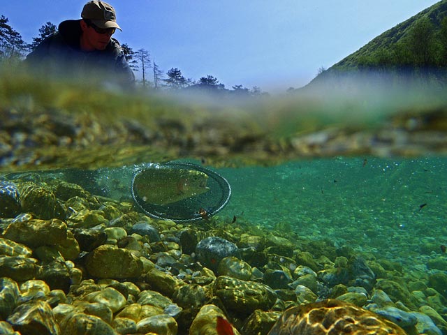 Podebranie pstrąga na Tolmince - Słowenia - Łowienie na muchę - www.przewodnicywedkarscy.pl - Wyprawy wędkarskie