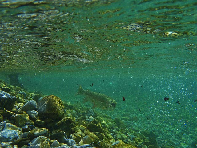 Hol pstrąga tęczowego - Słowenia - Łowienie na muchę - www.przewodnicywedkarscy.pl - Wyprawy wędkarskie