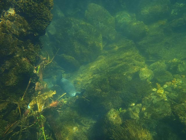 Pstrąg marmurkowy na kamieniach - Słowenia - Łowienie na muchę - www.przewodnicywedkarscy.pl - Wyprawy wędkarskie