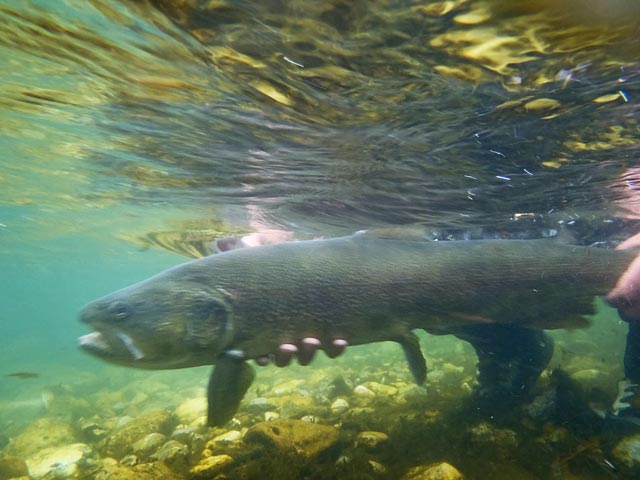 Wypuszczanie pstrąga marmurkowego - Słowenia - Łowienie na muchę - www.przewodnicywedkarscy.pl - Wyprawy wędkarskie