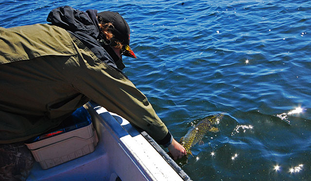 Catch and release - Żarnowiec - www.przewodnicywedkarscy.pl - Wyprawy na szczupaka