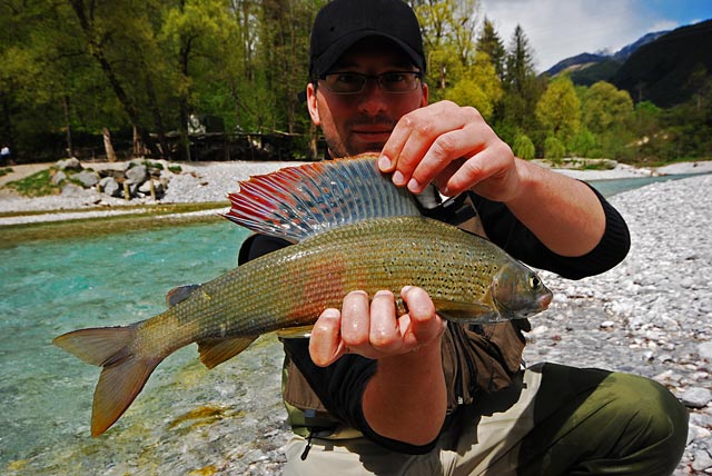 Lipień z Tolminki - Słowenia - Łowienie na muchę - www.przewodnicywedkarscy.pl - Wyprawy wędkarskie