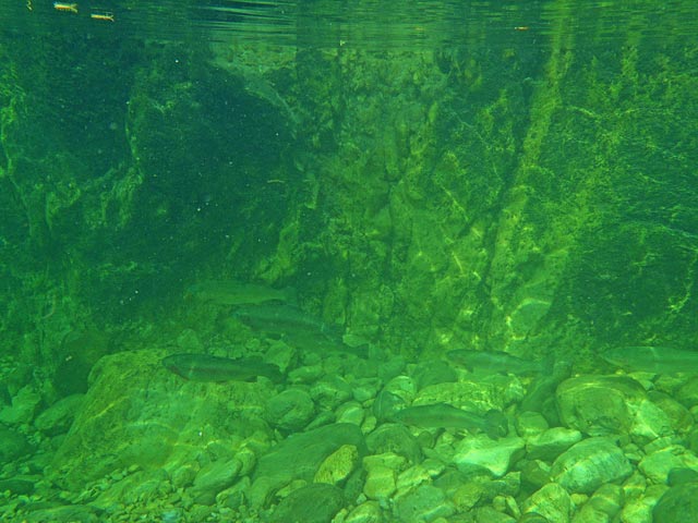 Głęboka rynna na Trebuscicy - Słowenia - Łowienie na muchę - www.przewodnicywedkarscy.pl - Wyprawy wędkarskie