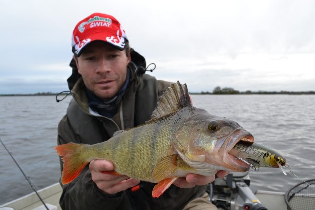 Portret okonia - Irlandia - www.przewodnicywedkarscy.pl - Wyprawy wędkarskie