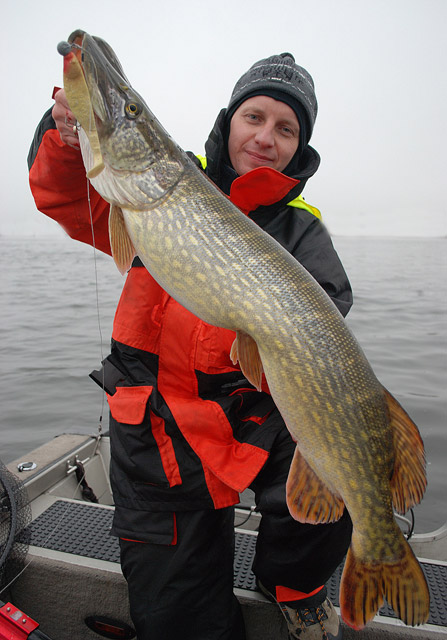 Przewodnik z pięknym szczupakiem - www.przewodnicywedkarscy.pl - Wyprawy wędkarskie