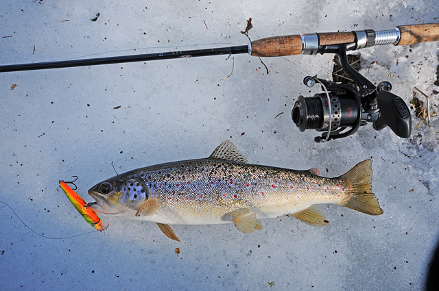 ziomowy-pstrag-wyprawy-na-ryby